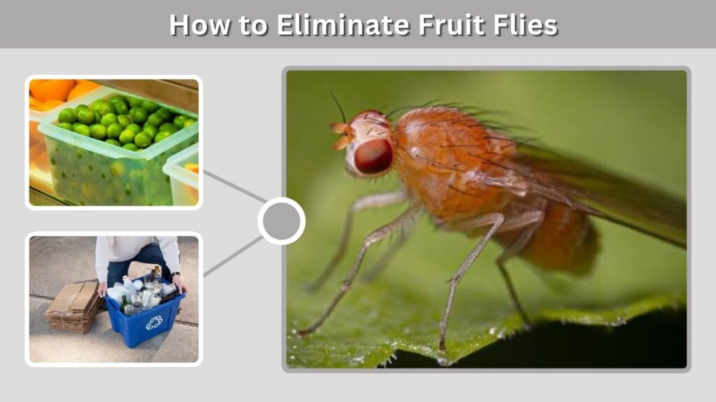 How to Eliminate Fruit Flies