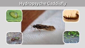 Hydropsyche Caddisfly: Larvae, Habitat, Diet & Life Cycle