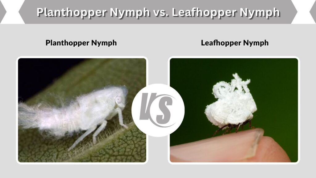 Planthopper Nymph vs. Leafhopper Nymph