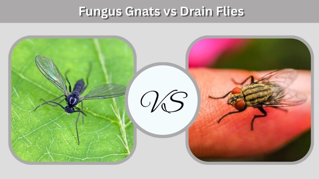 Fungus Gnats vs Drain Flies