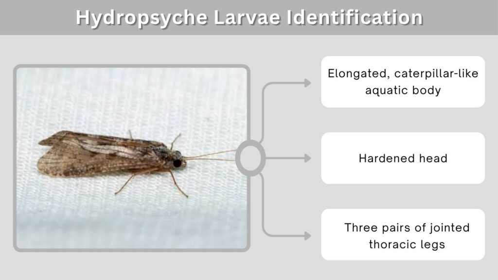 Hydropsyche Larvae Identification