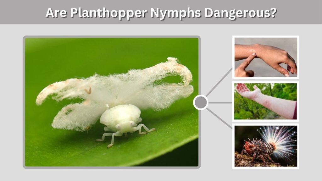 Are Planthopper Nymphs Dangerous?