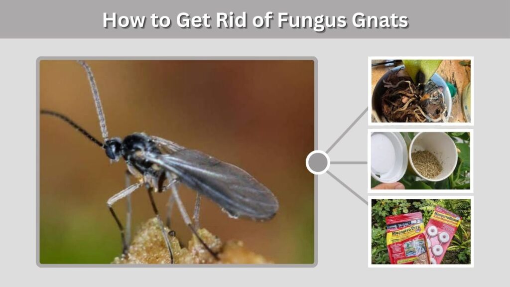 How to Get Rid of Fungus Gnats