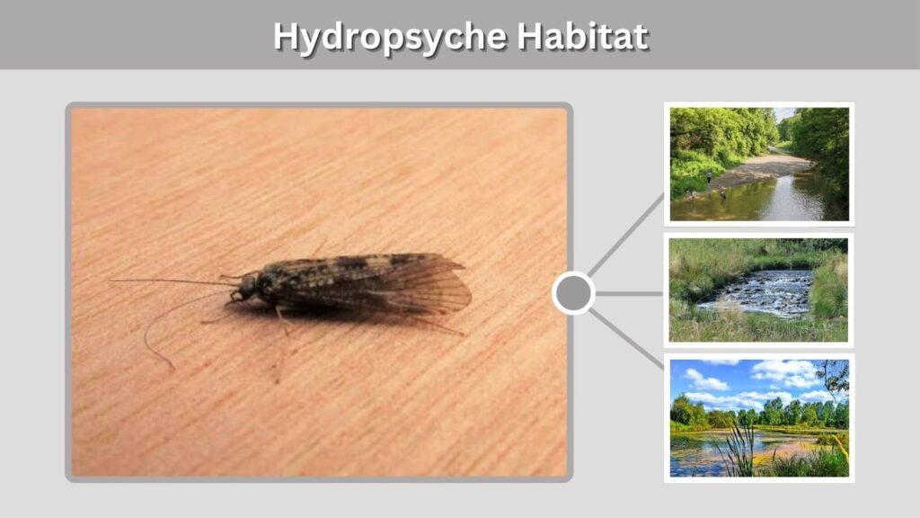 Hydropsyche Habitat