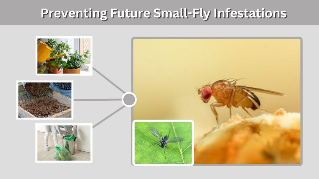 Preventing Future Small-Fly Infestations