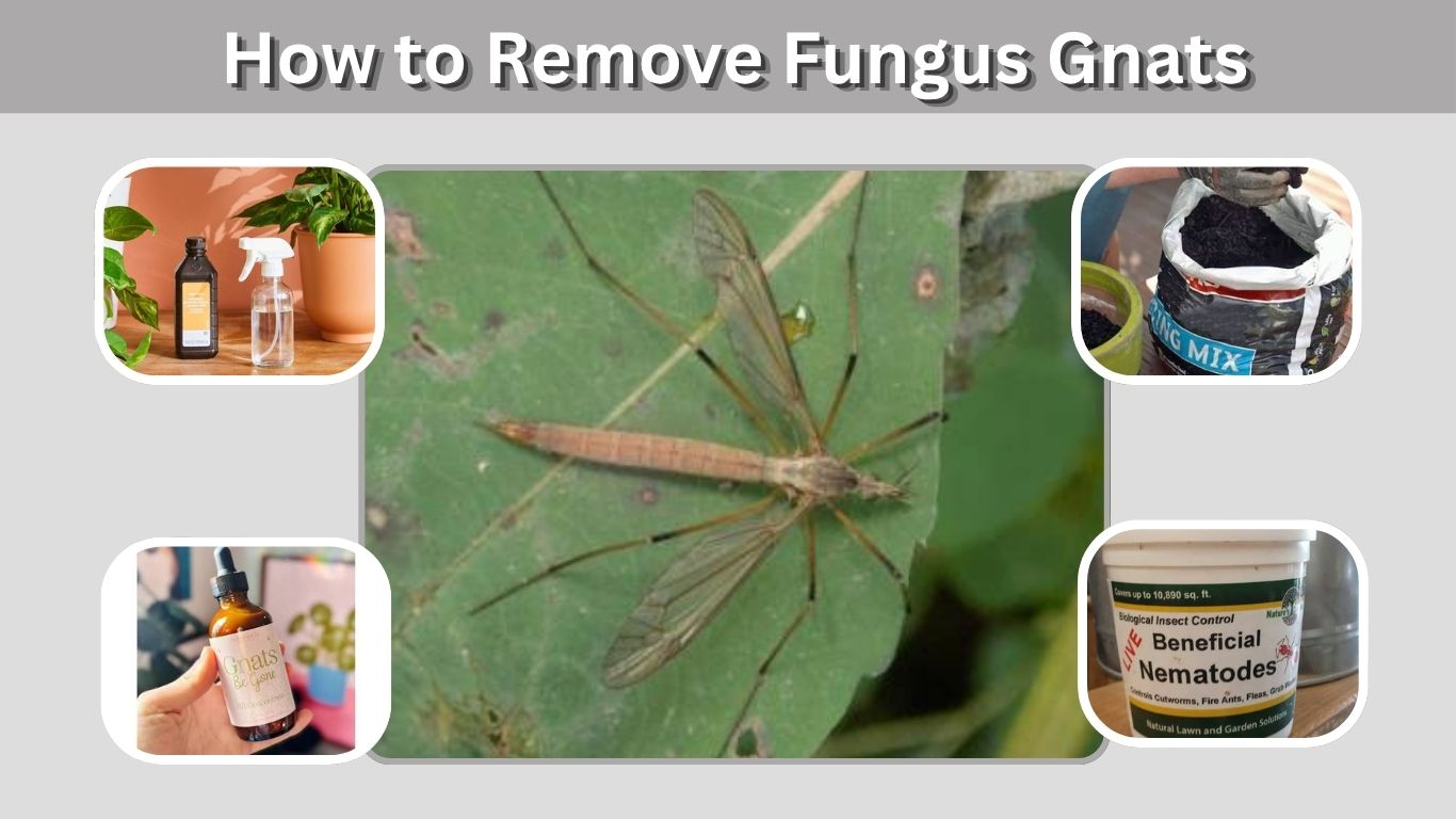 How to Remove Fungus Gnats From Plants Safely