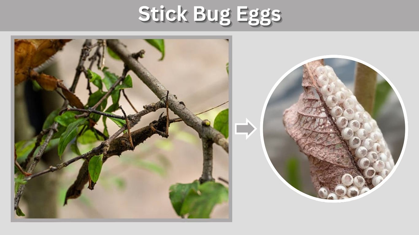 Stick Bug Eggs: Identification, Hatching Time & Care Guide
