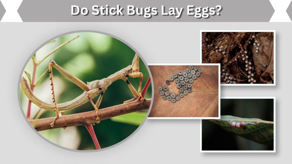 Do Stick Bugs Lay Eggs?