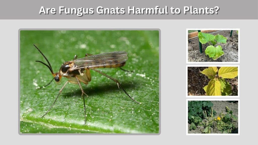 Are Fungus Gnats Harmful to Plants?