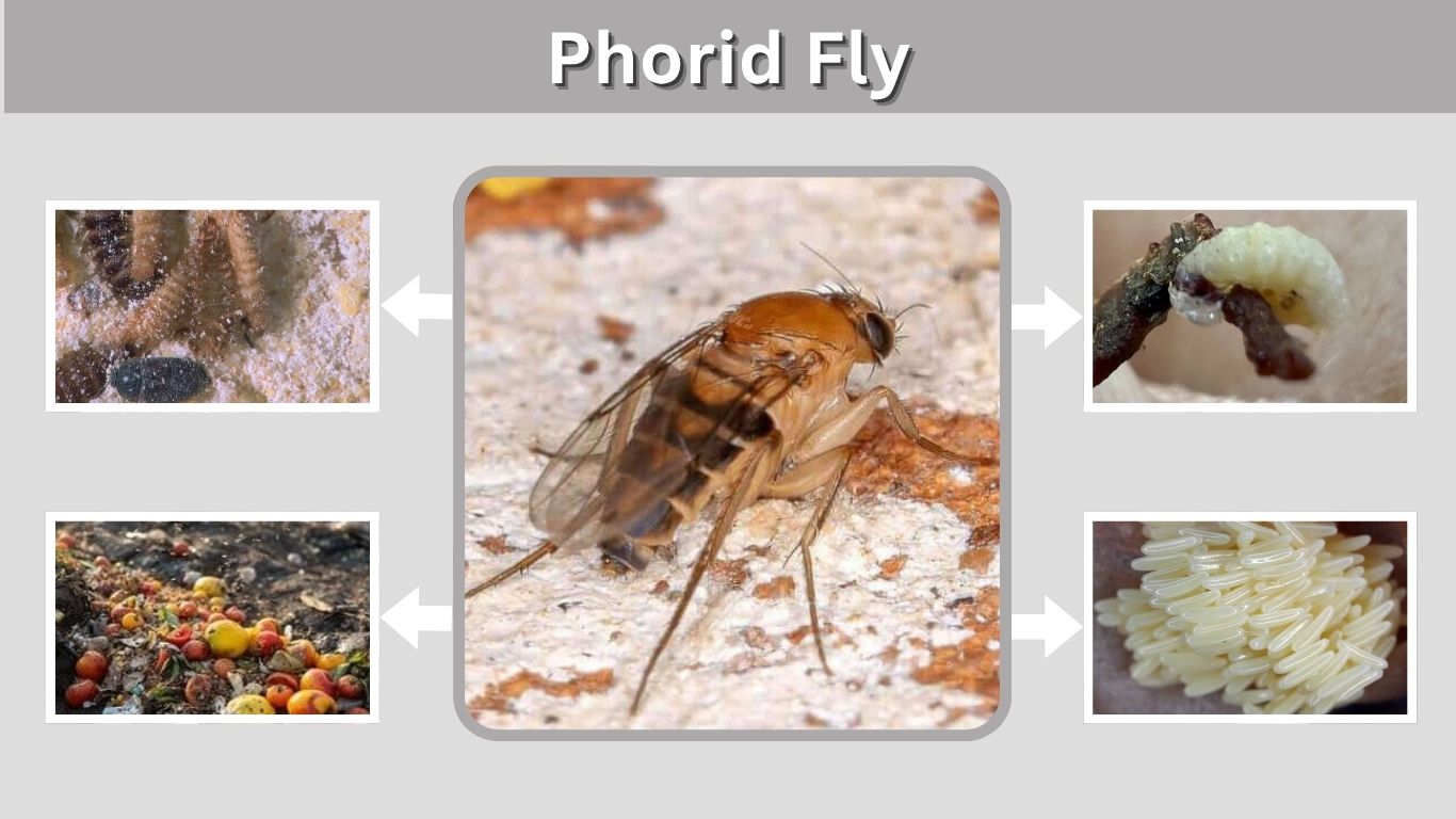 Phorid Fly: Identification, Life Cycle, Traps & Control