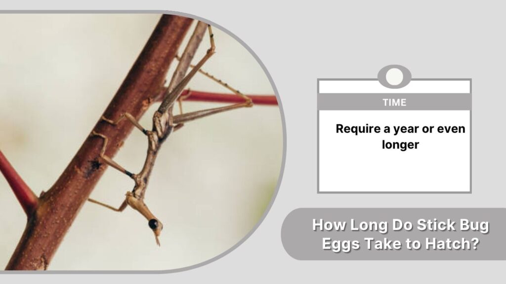 How Long Do Stick Bug Eggs Take to Hatch?