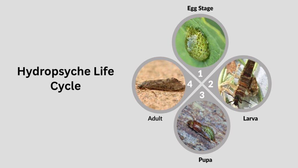 Hydropsyche Life Cycle