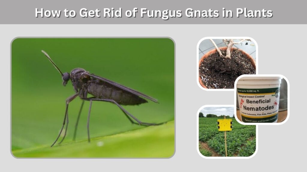 How to Get Rid of Fungus Gnats in Plants
