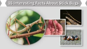 15 Interesting Facts About Stick Bugs