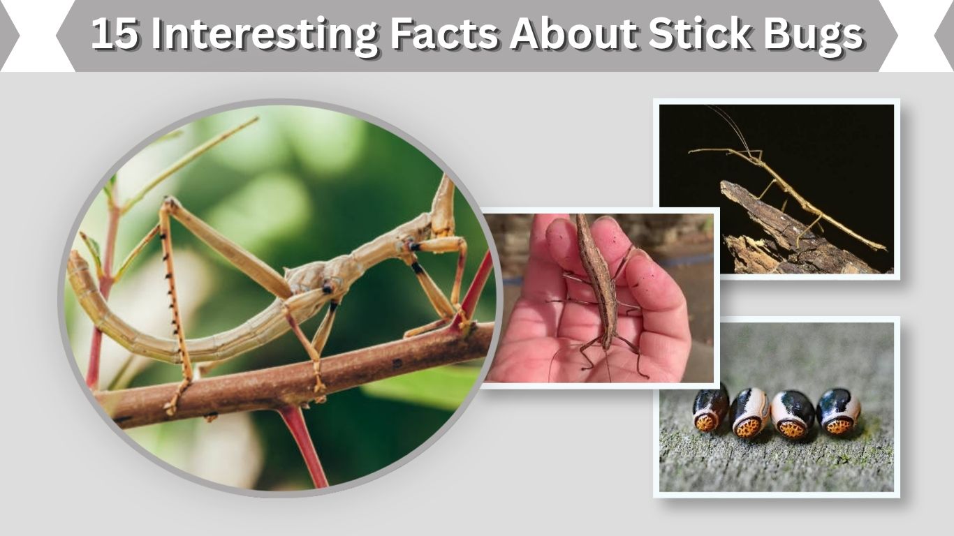 15 Interesting Facts About Stick Bugs