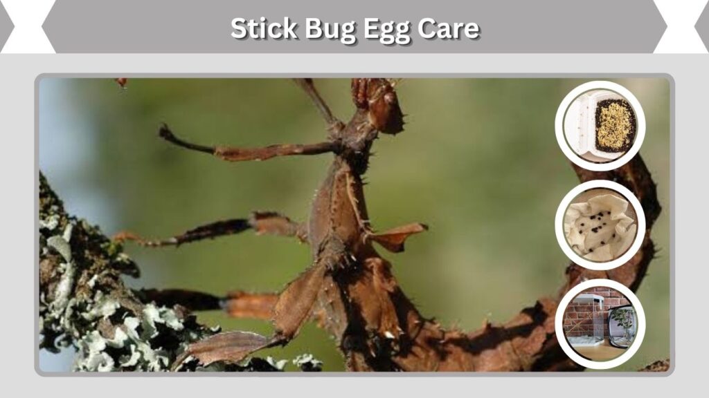 Stick Bug Egg Care