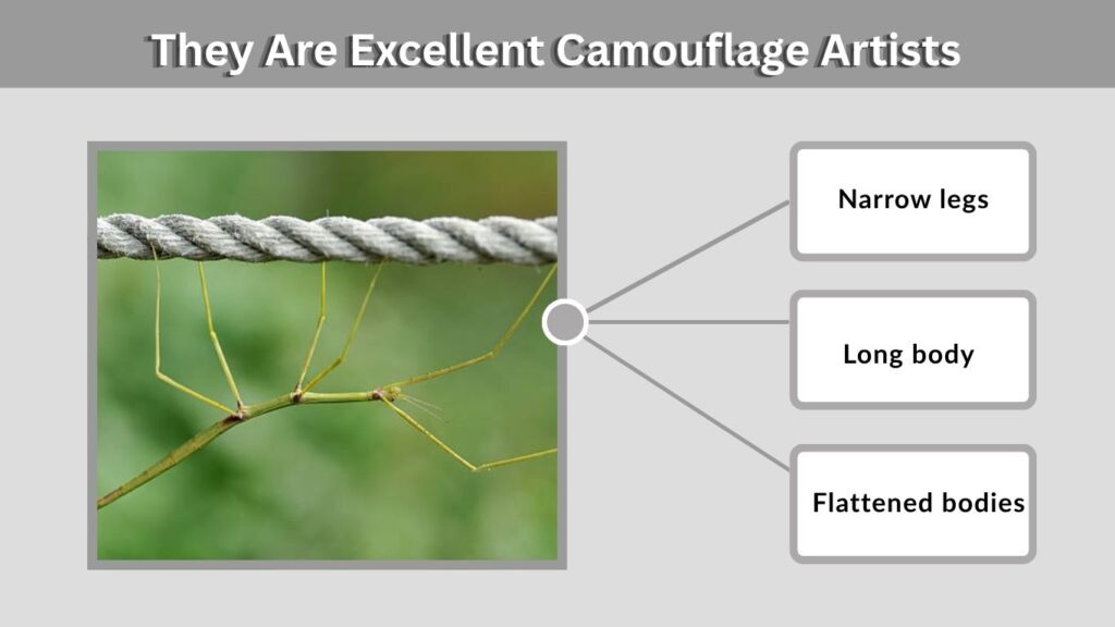 They Are Excellent Camouflage Artists