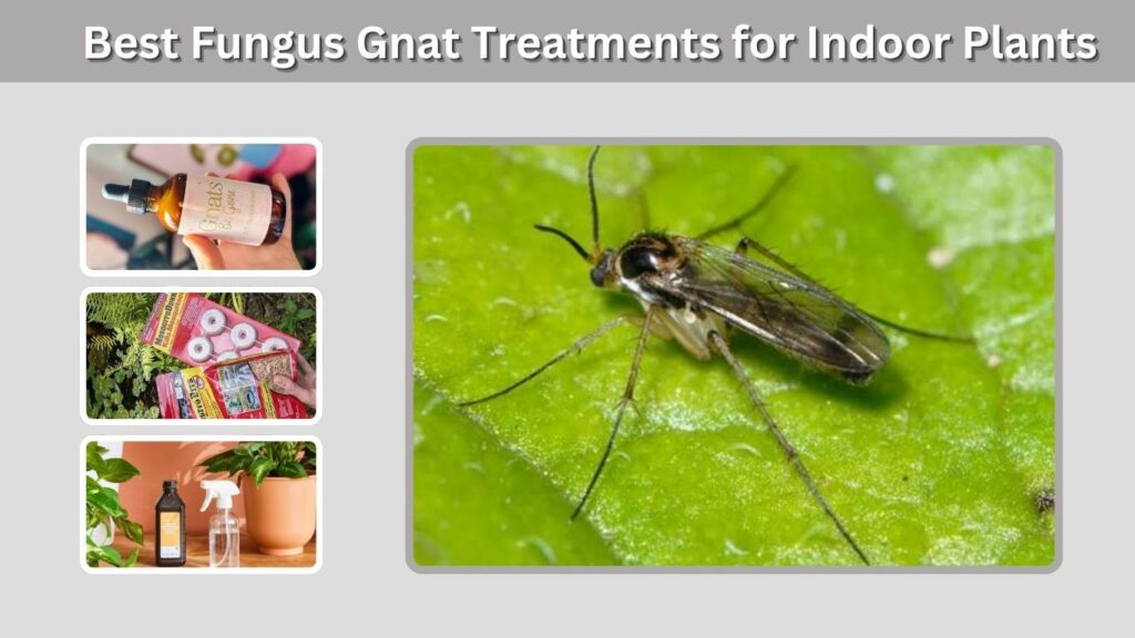 Best Fungus Gnat Treatments for Indoor Plants