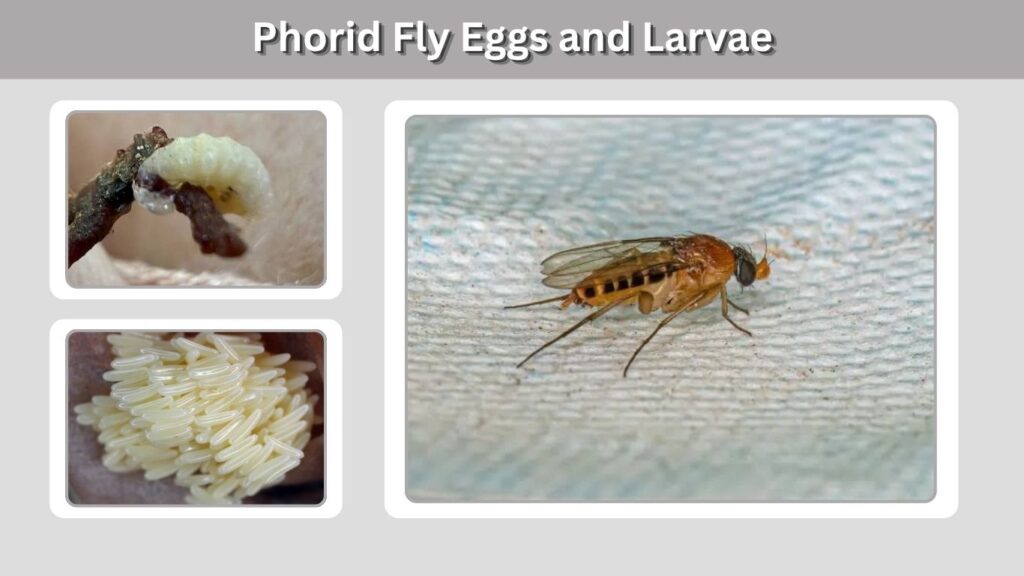Phorid Fly Eggs and Larvae