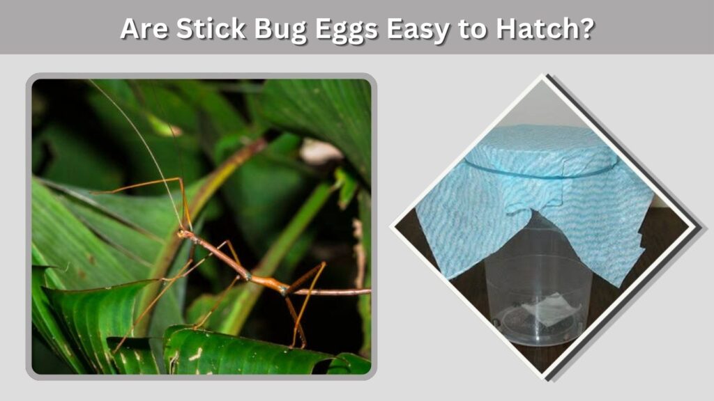 Are Stick Bug Eggs Easy to Hatch?