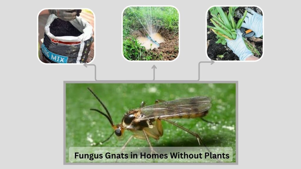 Fungus Gnats in Homes Without Plants