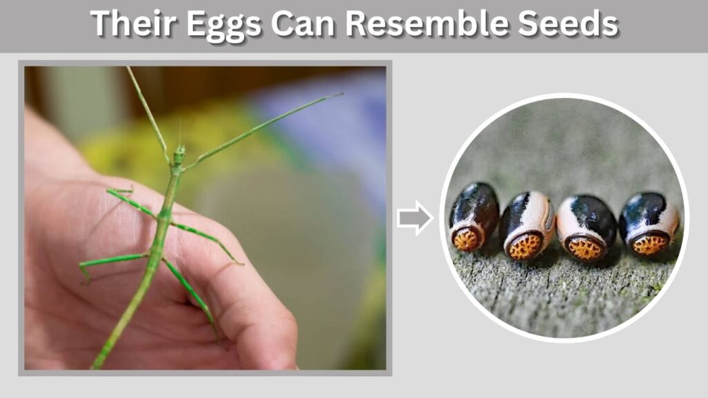 Their Eggs Can Resemble Seeds