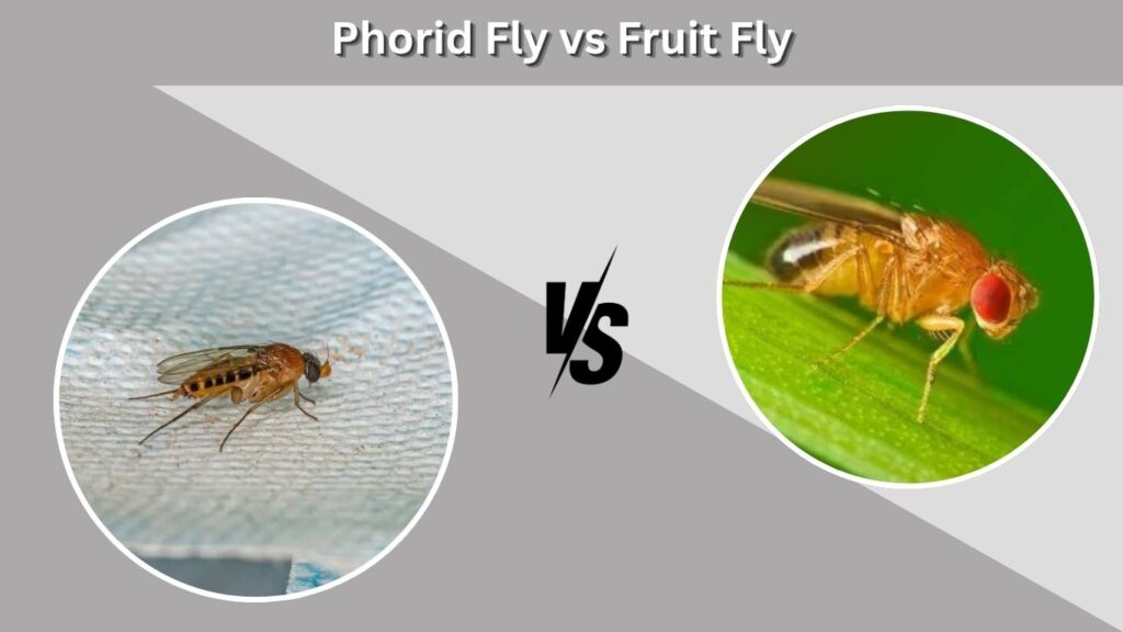 Phorid Fly vs Fruit Fly