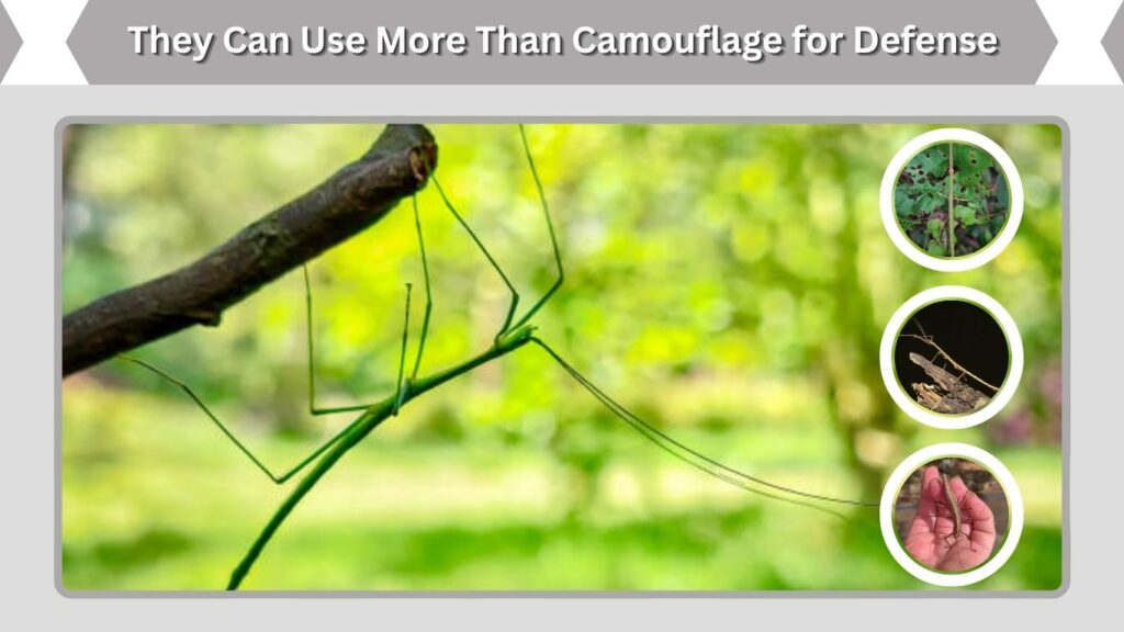 They Can Use More Than Camouflage for Defense