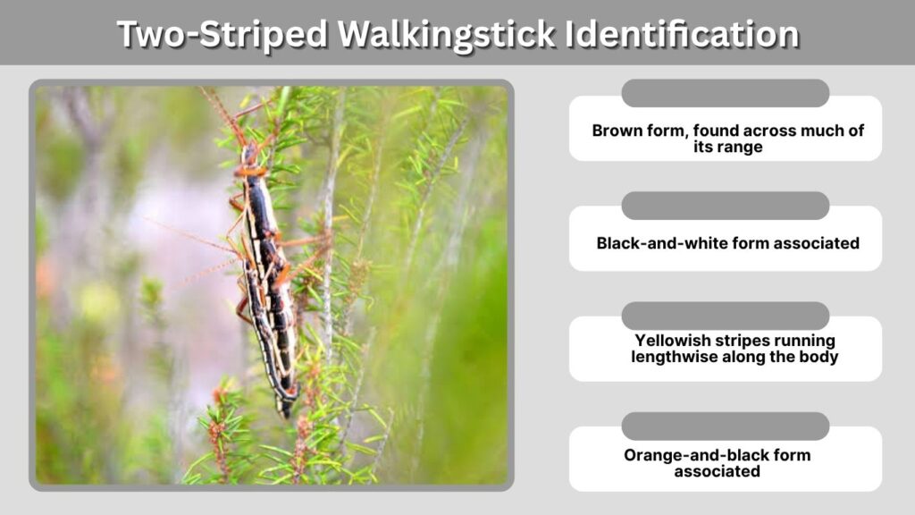 Two-Striped Walkingstick Identification
