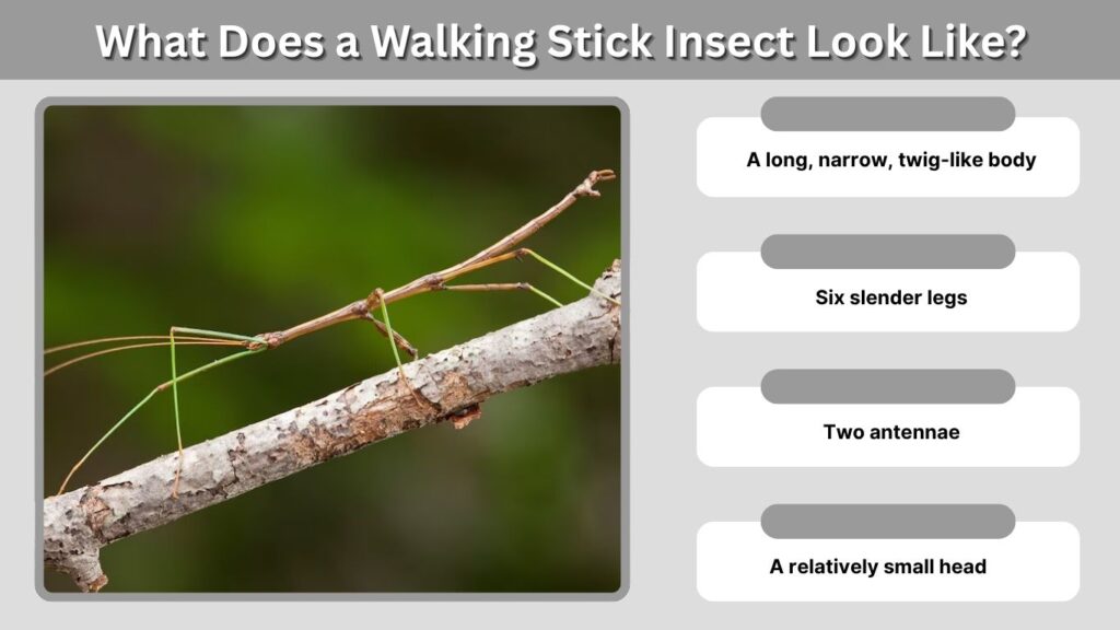 What Does a Walking Stick Insect Look Like?