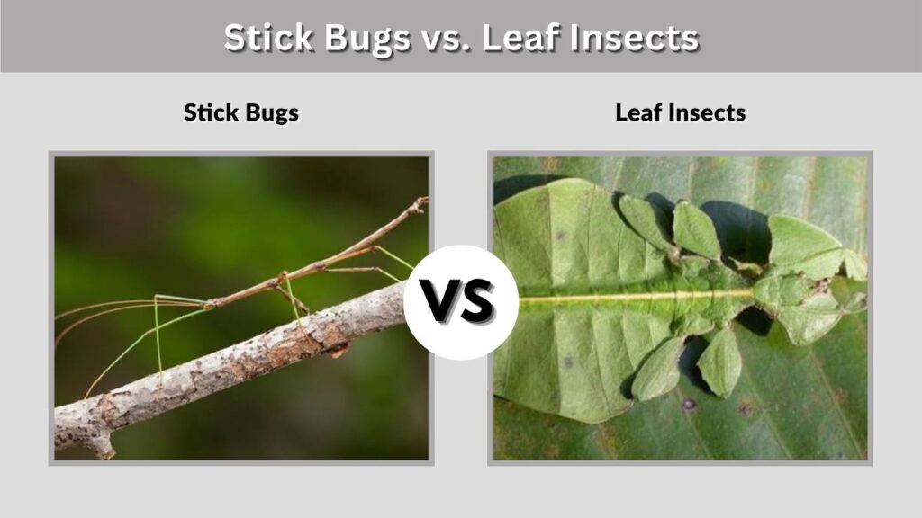 Stick Bugs vs. Leaf Insects