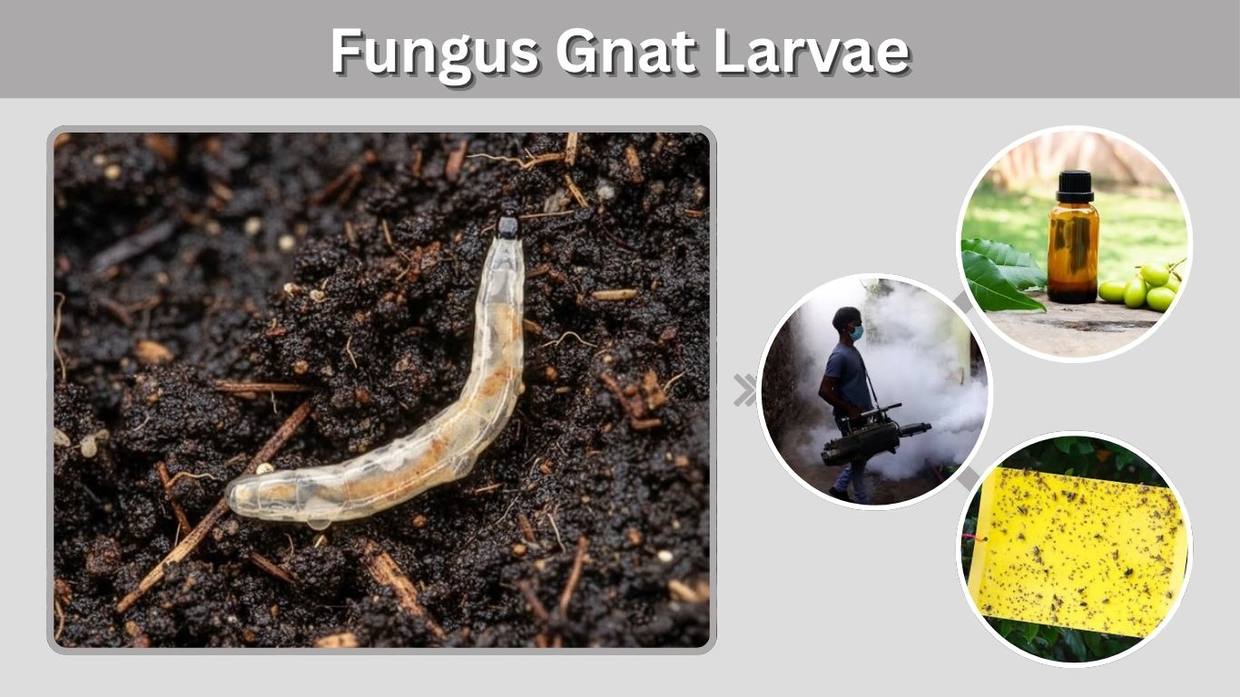 Fungus Gnat Larvae: Identification, Damage, and Control