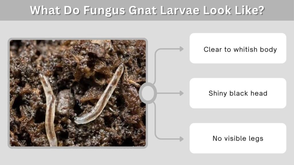 What Do Fungus Gnat Larvae Look Like?