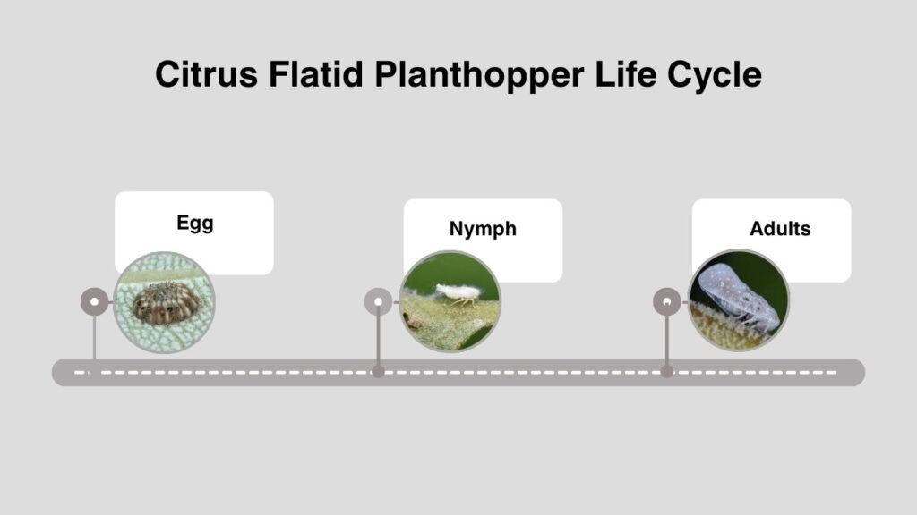 Citrus Flatid Planthopper Life Cycle