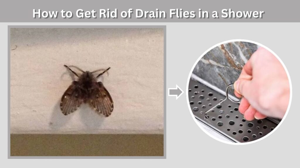 How to Get Rid of Drain Flies in a Shower