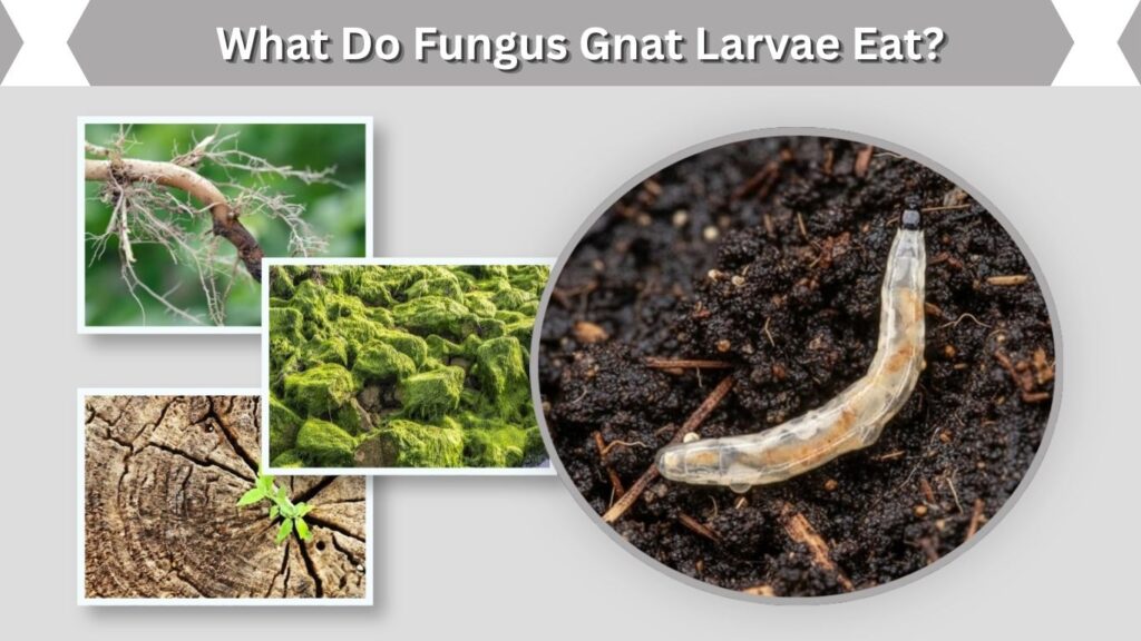 Fungus Gnat Larvae in Soil