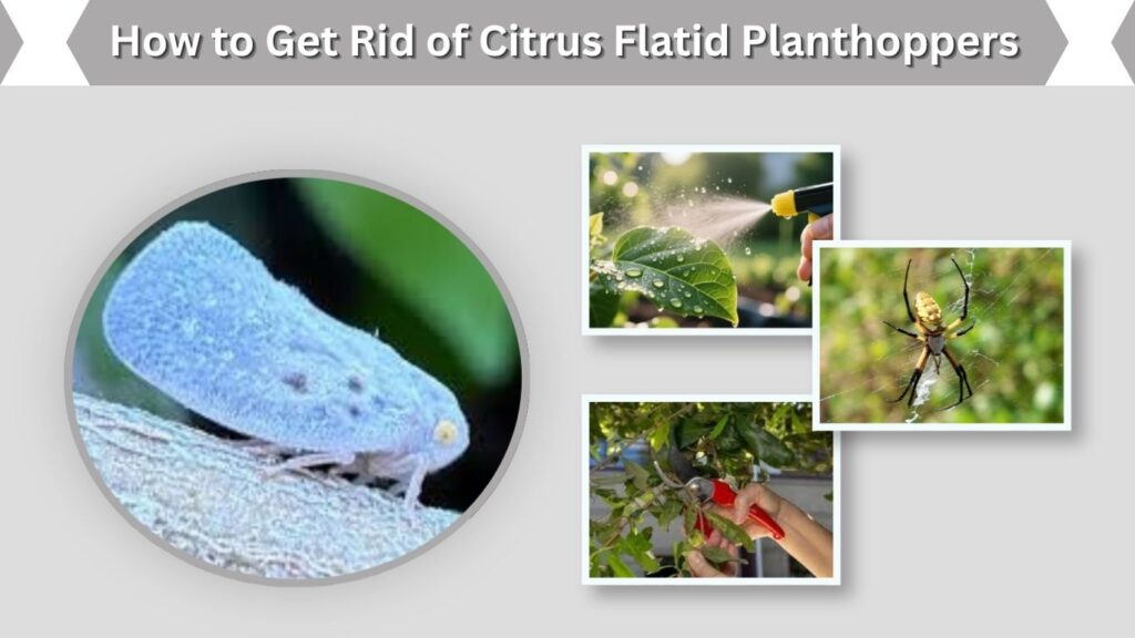 How to Get Rid of Citrus Flatid Planthoppers