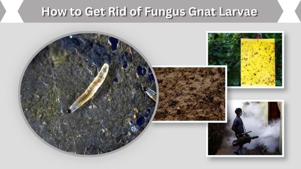 How to Get Rid of Fungus Gnat Larvae