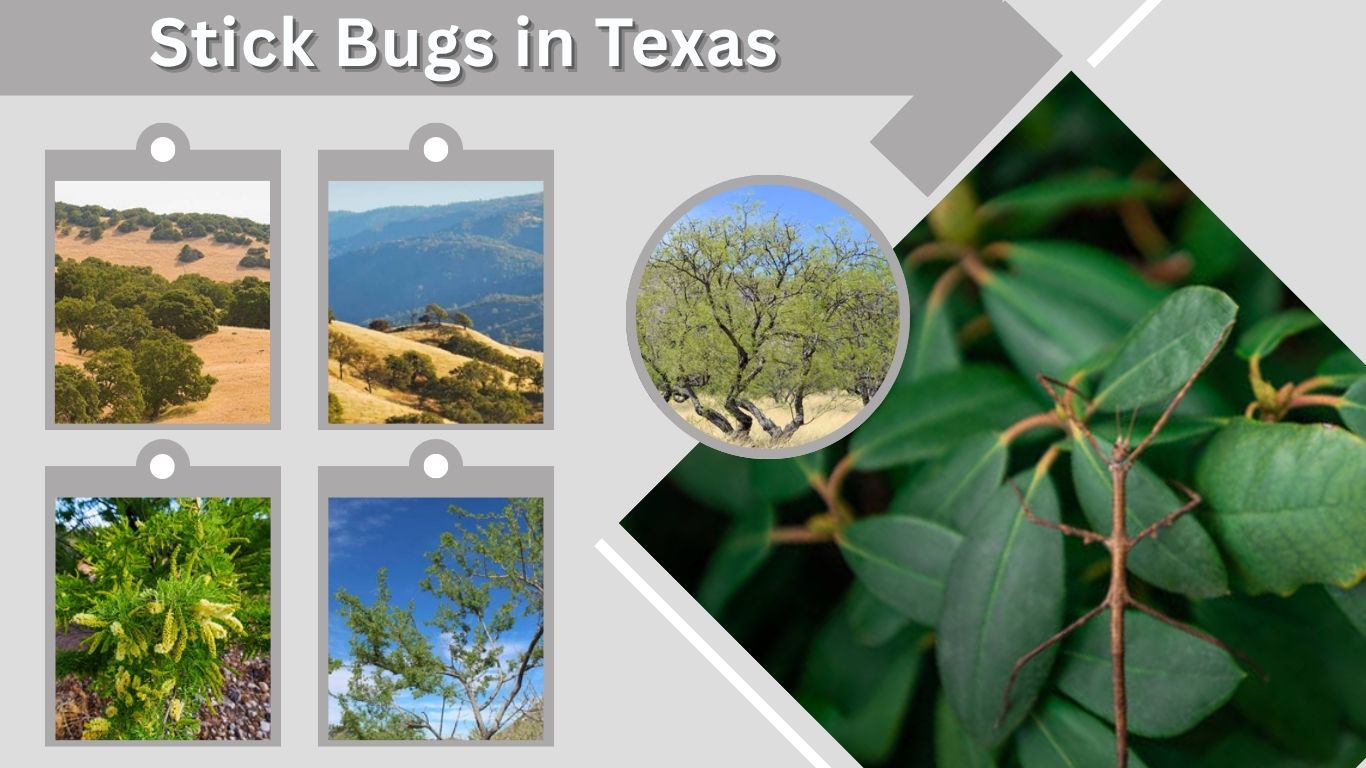 Stick Bugs in Texas: Species, Size, Habitat & Identification
