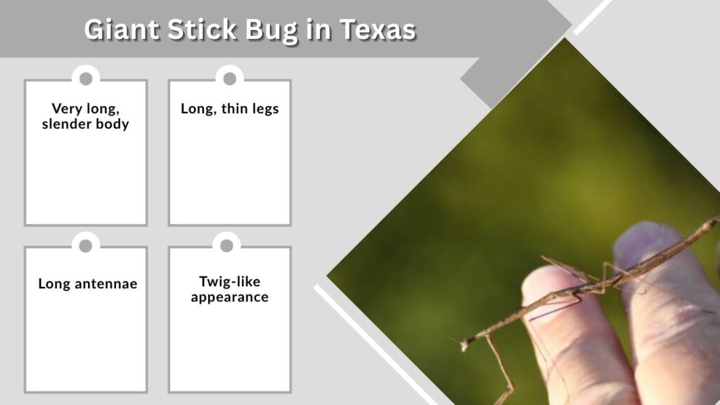 Giant Stick Bug in Texas