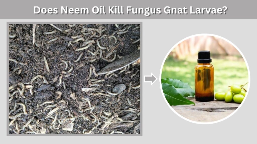 Does Neem Oil Kill Fungus Gnat Larvae?