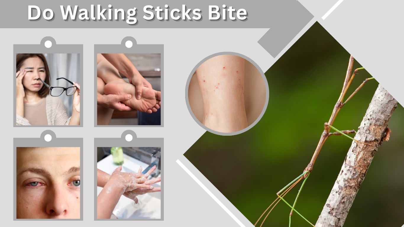 Do Walking Sticks Bite? Risks and Safe Handling