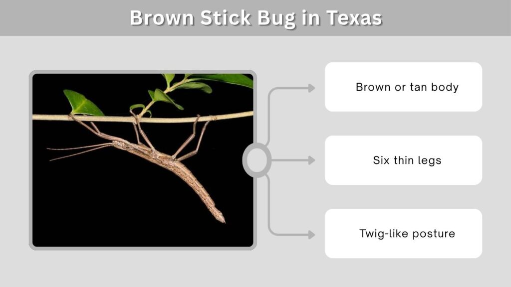 Brown Stick Bug in Texas