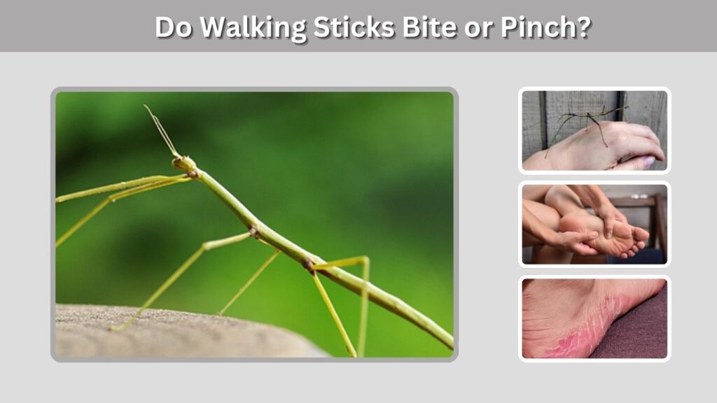 Do Walking Sticks Bite or Pinch?