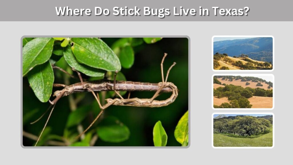 Where Do Stick Bugs Live in Texas?