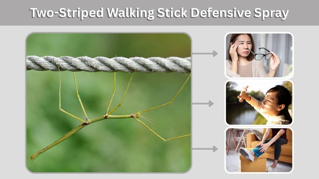 Two-Striped Walking Stick Defensive Spray