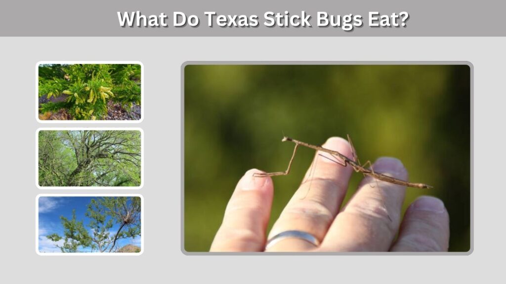 What Do Texas Stick Bugs Eat?