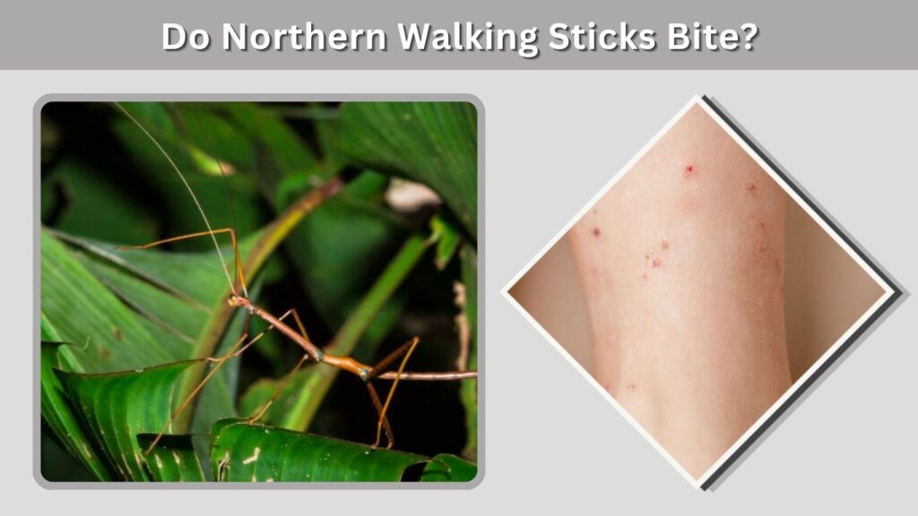 Do Northern Walking Sticks Bite?