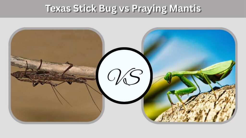 Texas Stick Bug vs Praying Mantis