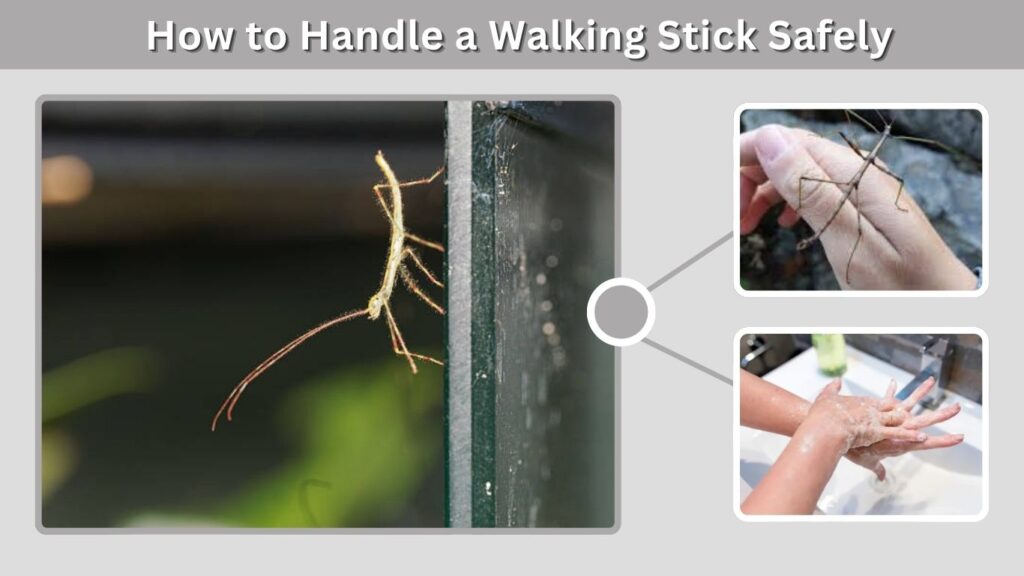 How to Handle a Walking Stick Safely